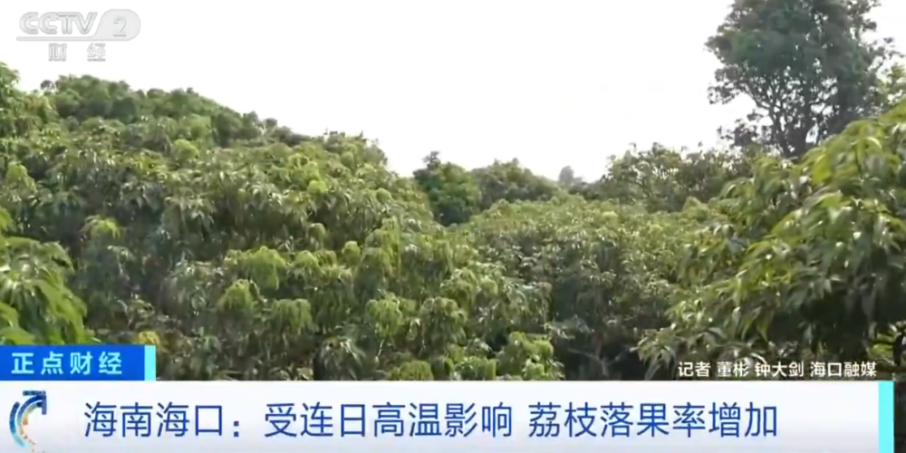 MK体育-大范围持续性高温天气，局地达到40℃以上，海南：热到荔枝都自闭了